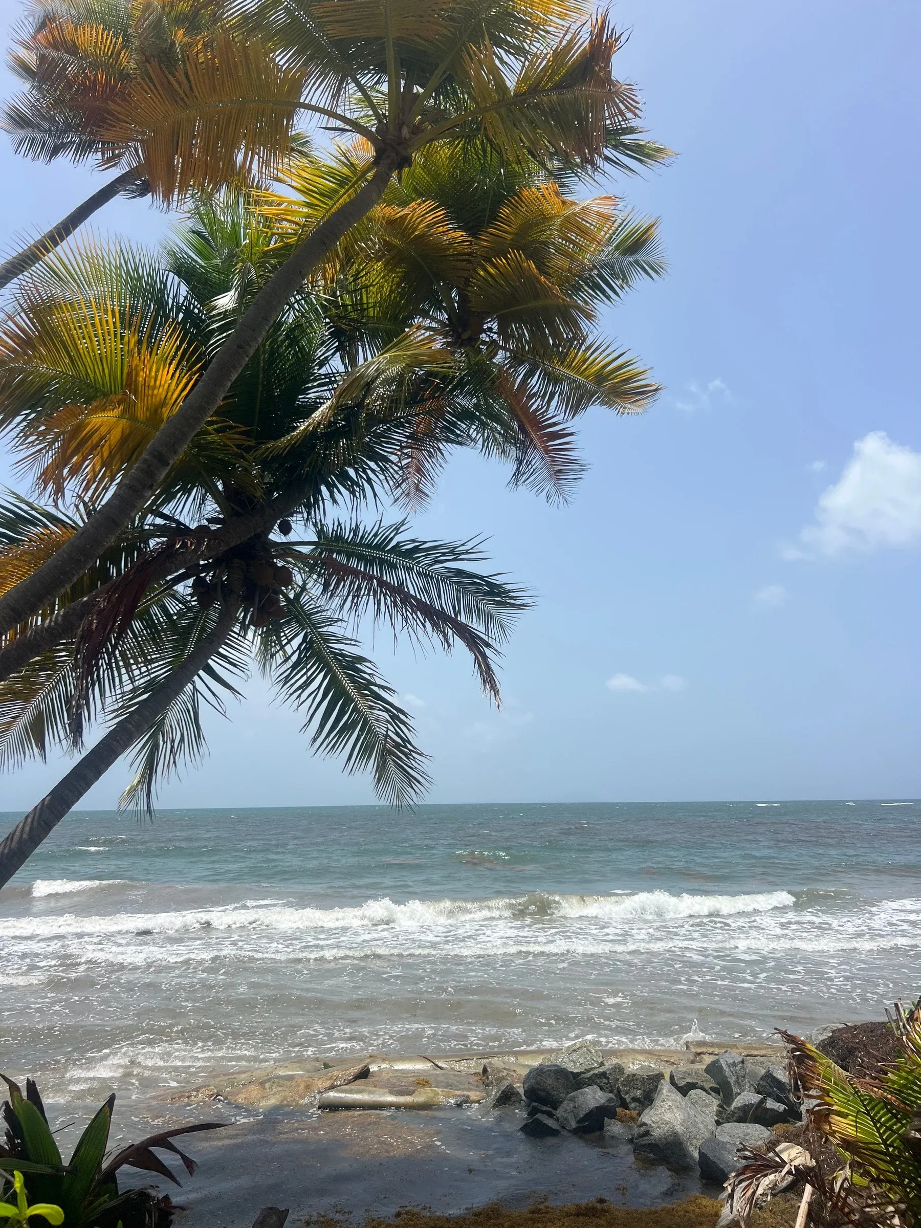 Palm trees leaning over a rocky tropical shoreline under a blue sky